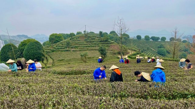 Students participated in the tea-making steps, starting from leaves picking, 
embarking on a deep dive into Chinese tea culture.